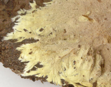 Image of <i>Phlebiella sulphurea</i>