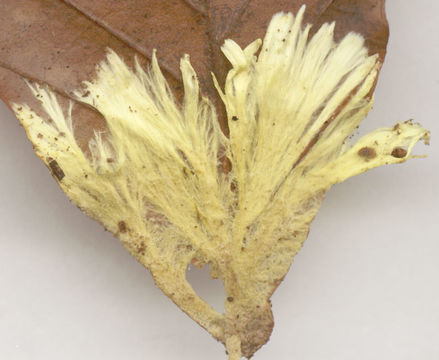 Image of <i>Phlebiella sulphurea</i>