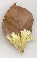 Image of <i>Phlebiella sulphurea</i>