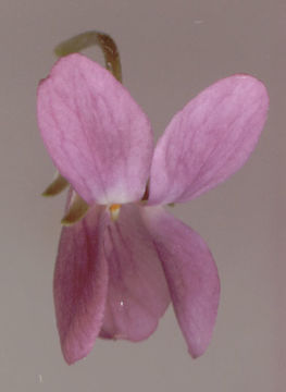 Image of <i>Viola odorata</i> var. <i>subcarnea</i>