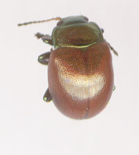 Image of Knotgrass Leaf Beetle