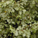 Image of <i>Ulmus minor</i> ssp. <i>angustifolia</i>