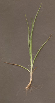 Image of common woodrush