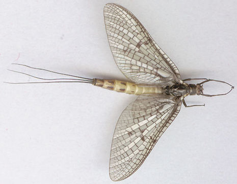 Image of <i>Ephemera danica</i> Müller 1764