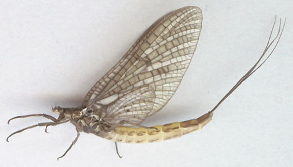 Image of <i>Ephemera danica</i> Müller 1764
