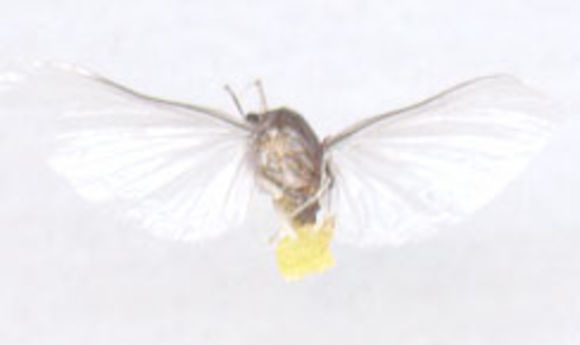 Image of Caenis
