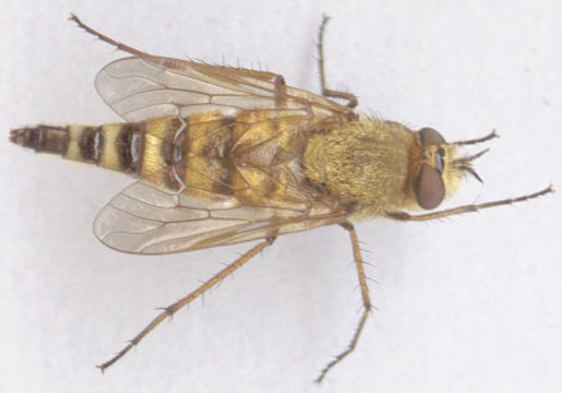 Image of <i>Thereva plebeja</i> (Linnaeus 1758)