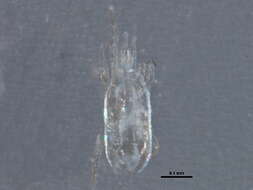 Image of Neoseiulus