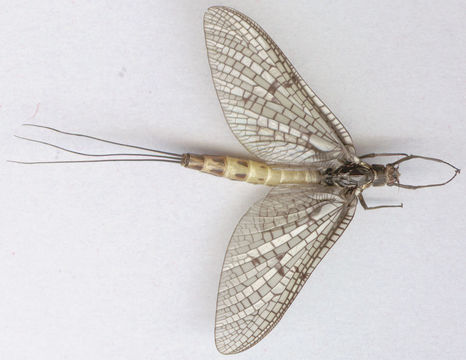 Image of <i>Ephemera danica</i> Müller 1764