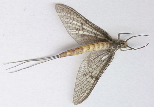Image of <i>Ephemera danica</i> Müller 1764