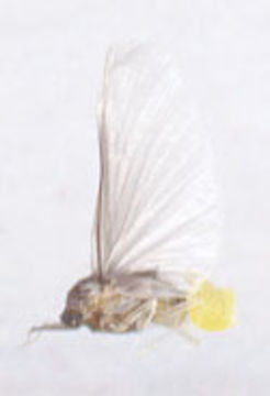 Image of Caenis