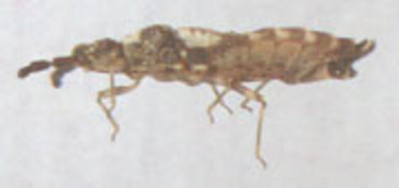 Image of <i>Aradus depressus</i> (Fabricius 1794) Fabricius 1794