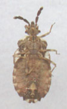Image of <i>Aradus depressus</i> (Fabricius 1794) Fabricius 1794