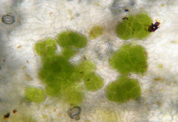 Image of <i>Chlorochytrium lemnae</i>