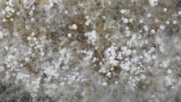 Image of <i>Kickxella alabastrina</i> Coem. 1862