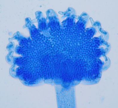 Image of <i>Kickxella alabastrina</i> Coem. 1862