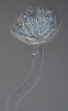 Image of <i>Kickxella alabastrina</i> Coem. 1862