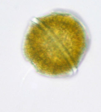 Image of <i>Glenodinium cinctum</i>