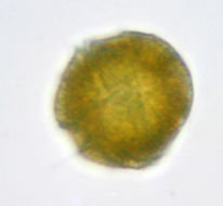 Image of <i>Glenodinium cinctum</i>