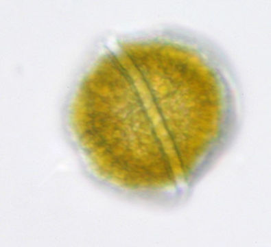Image of <i>Glenodinium cinctum</i>