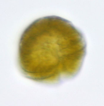 Image of <i>Glenodinium cinctum</i>