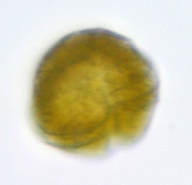Image of <i>Glenodinium cinctum</i>