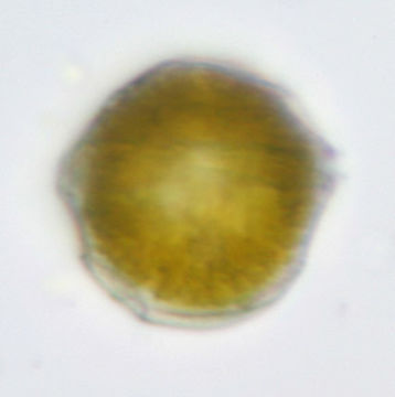 Image of <i>Glenodinium cinctum</i>