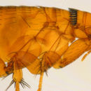 Image of northern rat flea