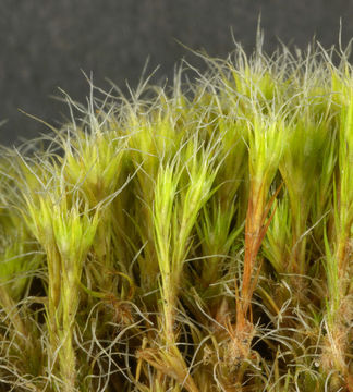 Image of campylopus moss