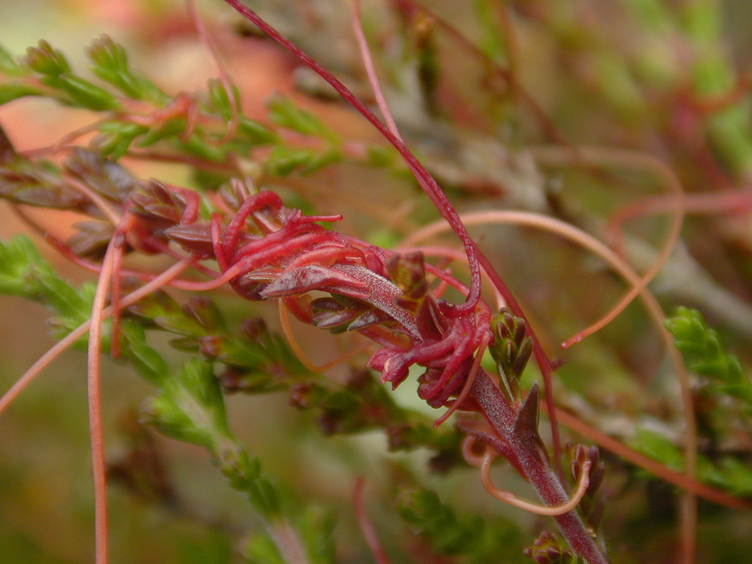 Cuscuta epithymum (rights holder: )