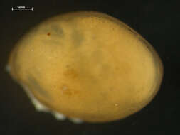 Image of Euphilomedes Poulsen 1962