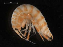 Image of Eulimnogammaridae