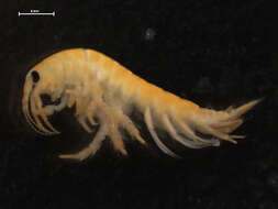 Image of Micruropodidae