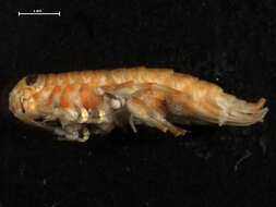 Image of Acanthogammaridae