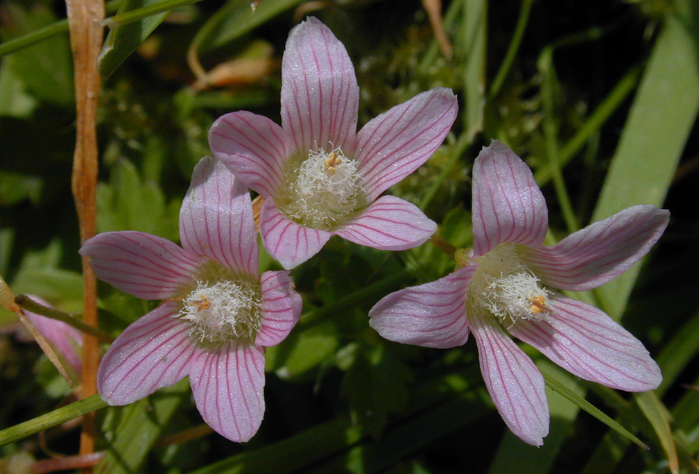 Anagallis tenella (rights holder: )