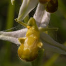 Image of <i>Ophrys apifera</i> var. <i>chlorantha</i>