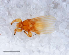 Image of Trichobius
