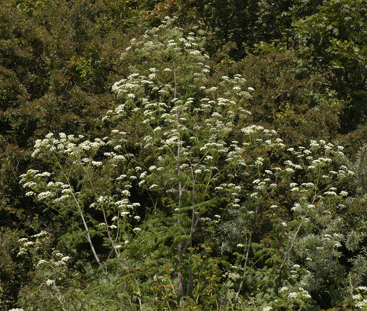 Conium maculatum (rights holder: )