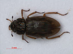 Image of Helophoridae