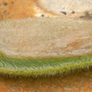 Image of <i>Coleophora galbulipennella</i>