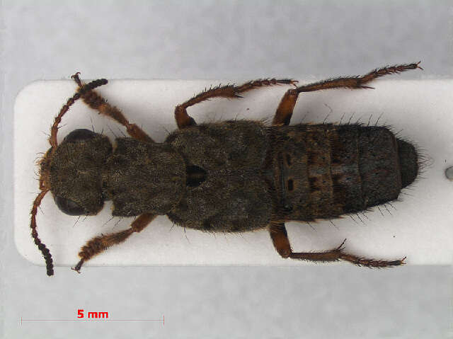 Image of Ontholestes