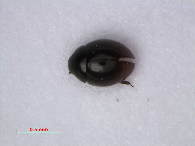 Image of minute bog beetles
