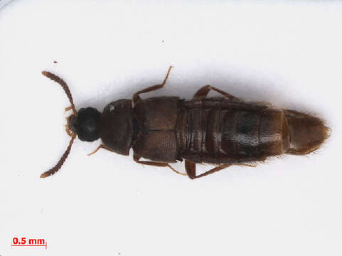 Image of Thiasophila