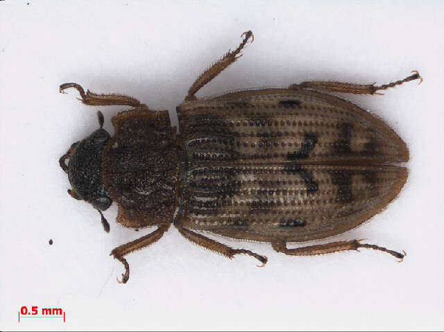 Image of Helophoridae