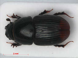 Image of Otophorus