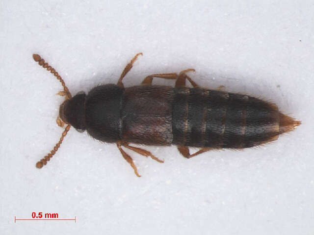 Image of Phloeocharinae