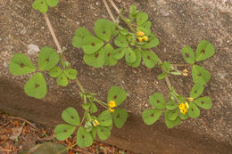Image of spotted medick