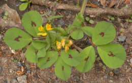 Image of spotted medick