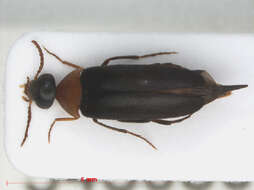 Image of Mordellochroa