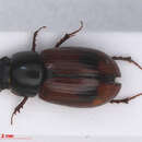 Image of Planolinus